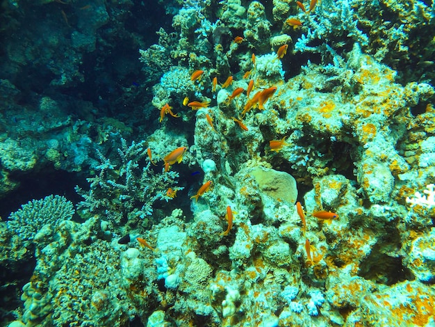 Anthias Fishes sur corail avec fond bleu