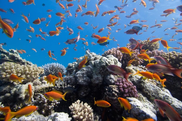 Anthias sur le récif corallien