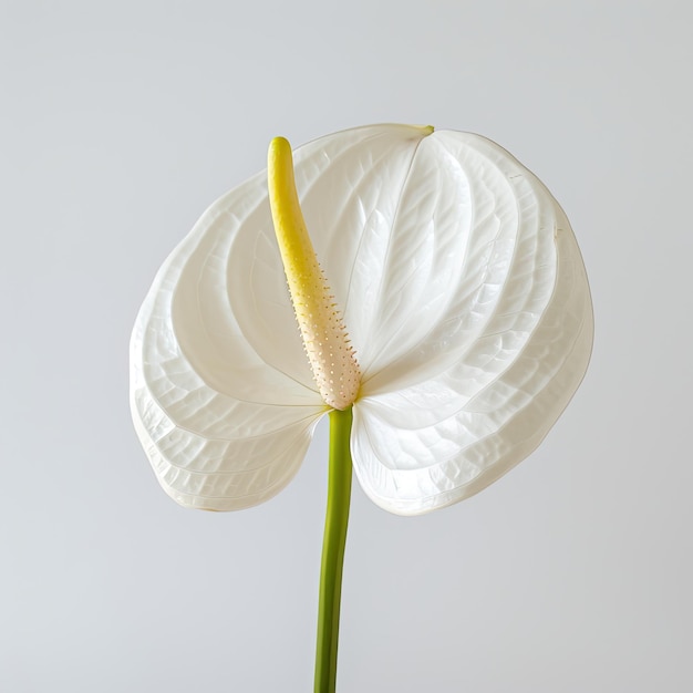 Anthurium Andreanum Grp Silvia sur fond blanc