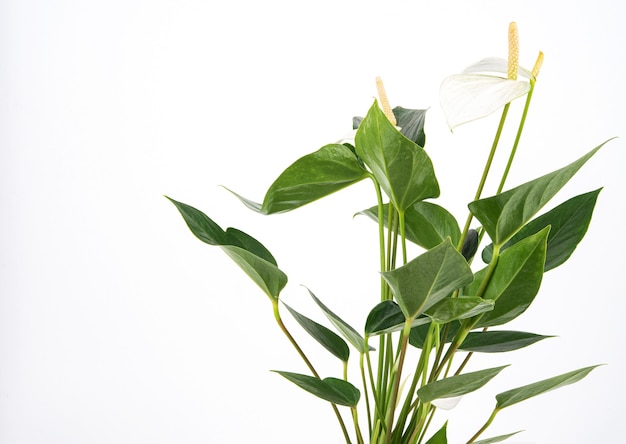 Anthurium blanc. Plante d'intérieur en pot sur un fond isolé. Copier l'espace