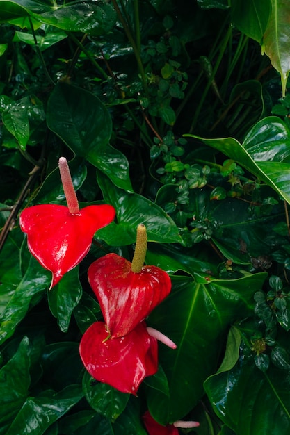 L'anthurium est une fleur rouge en forme de cœur avec des feuilles vert foncé en arrière-plan.