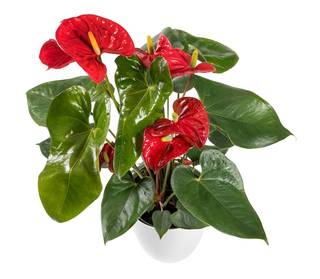 Anthurium plante en pot blanc