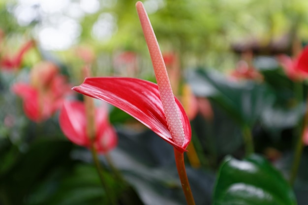 Anthurium rouge également connu sous le nom de fleur de flamant rose et de laceleaf