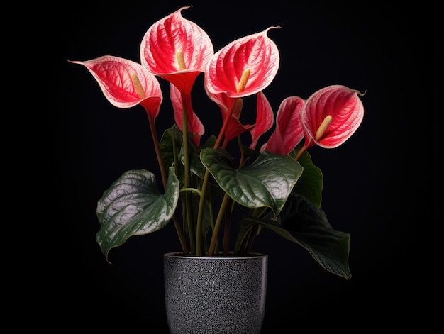 Anthurium Studio Shot isolé sur fond clair IA générative