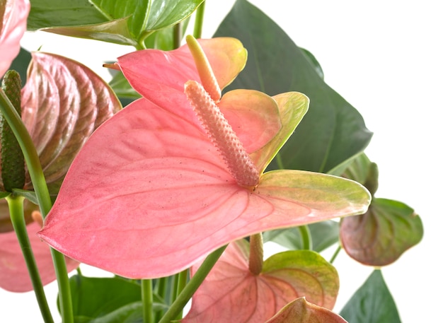 Photo anthurium en studio