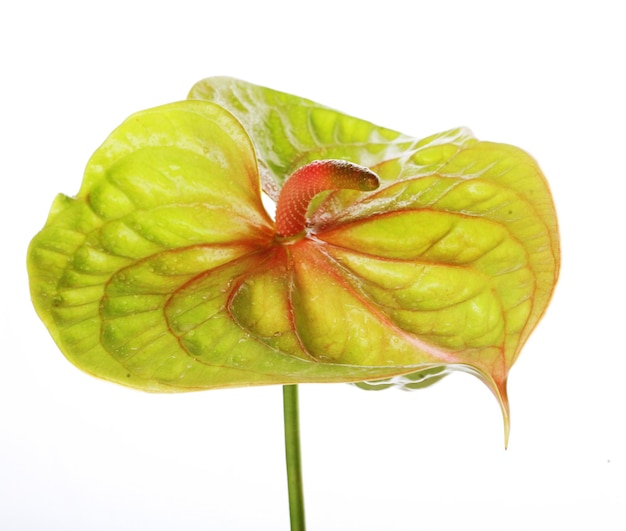 Anthurium vert gros plan