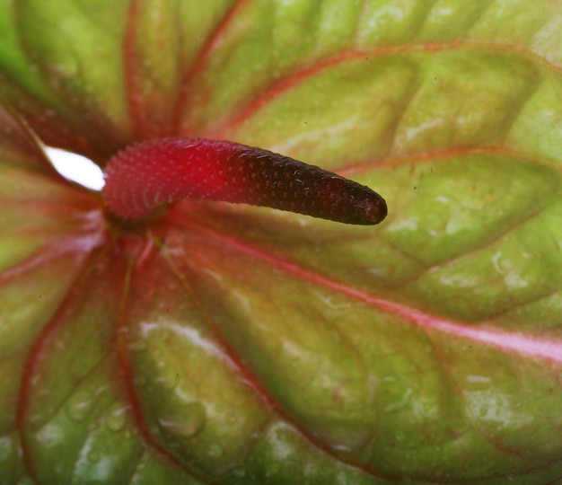 Anthurium vert gros plan