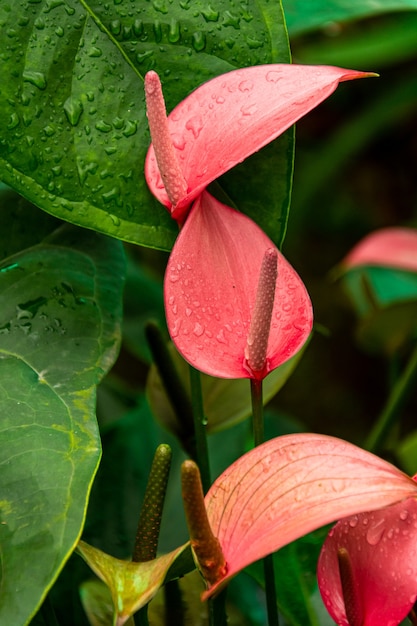 Anthuriums aussi appelé fleur de la queue de la fleur de flamant rose à l'état naturel