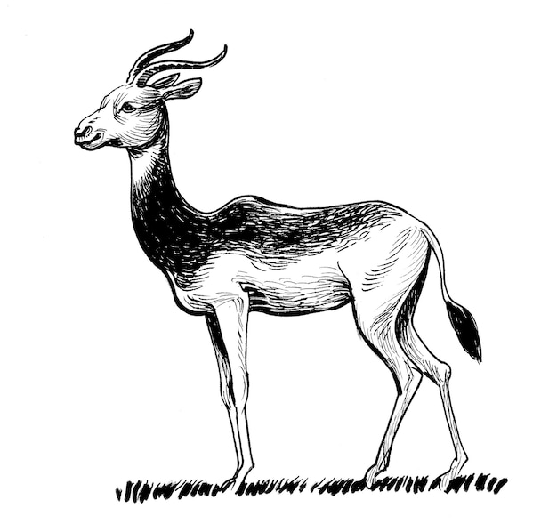 antilope africaine. Dessin noir et blanc à l'encre