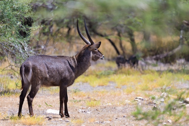 Antilope au milieu de la savane du Kenya