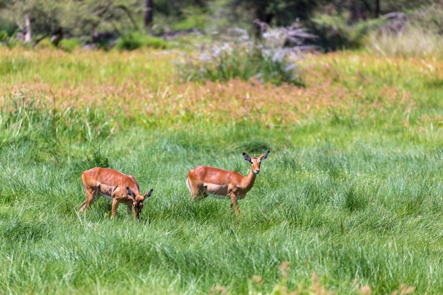 Antilope au milieu de la savane du Kenya