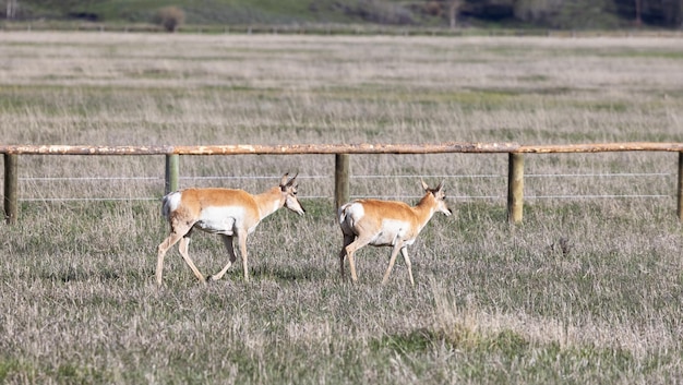 Antilope sur un champ d'herbe verte pendant la journée ensoleillée