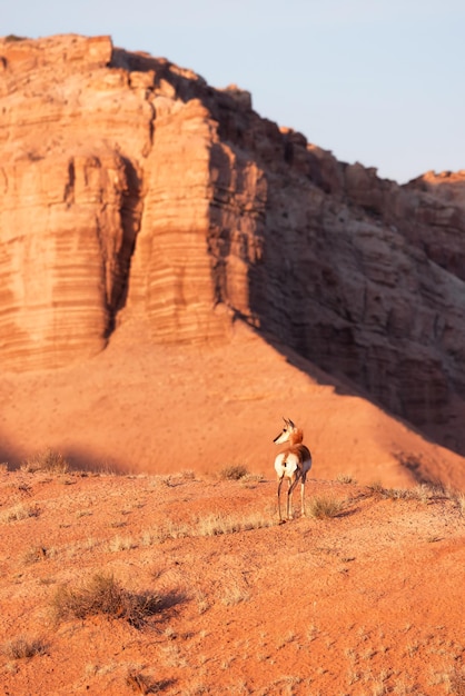Antilope dans le désert pendant le lever du soleil du matin dans l'Utah