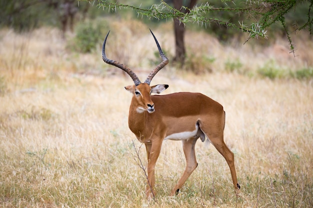 Une antilope dans l'herbe de la savane