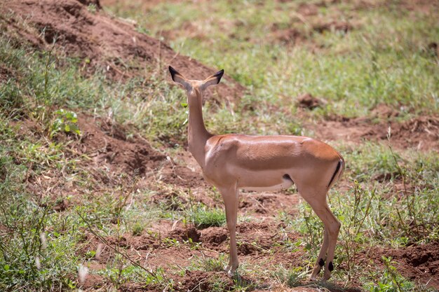 Antilope dans les prairies de la savane