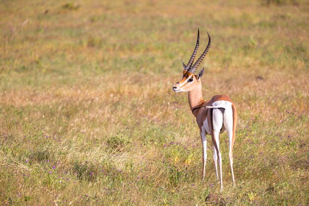 Antilope dans les prairies de la savane