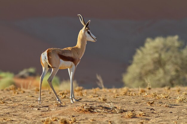 Photo antilope dans la vallée de sossus