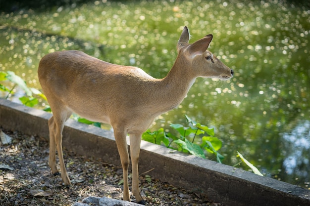 Antilope debout sur le sol dans le zoo