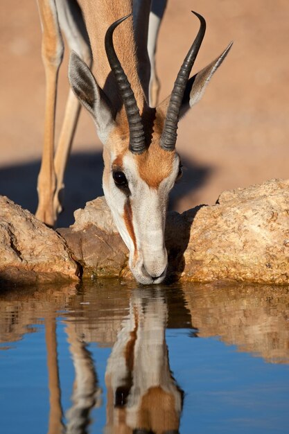 Photo l'antilope du printemps qui boit