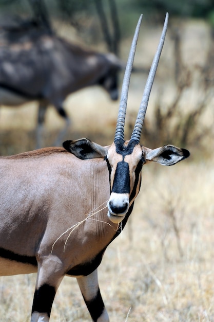 Antilope Gemsbok (Oryx gazella), Afrique du Sud