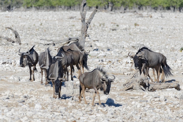 Antilope gnou sauvage dans le parc national africain