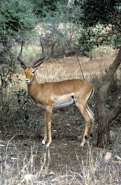 Antilope Impala Aepyceros melampus Afrique Kenya