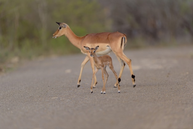 Antilope Impala