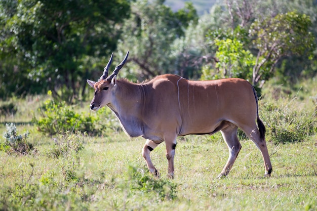 Antilope marchant sur une prairie