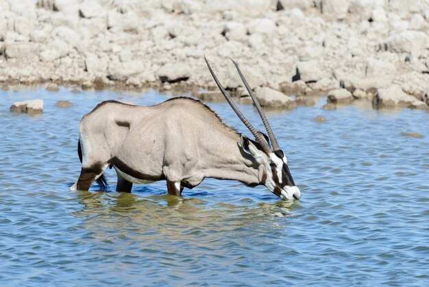 Antilope oryx sauvage dans la savane africaine