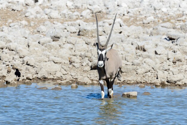 Antilope oryx sauvage dans la savane africaine