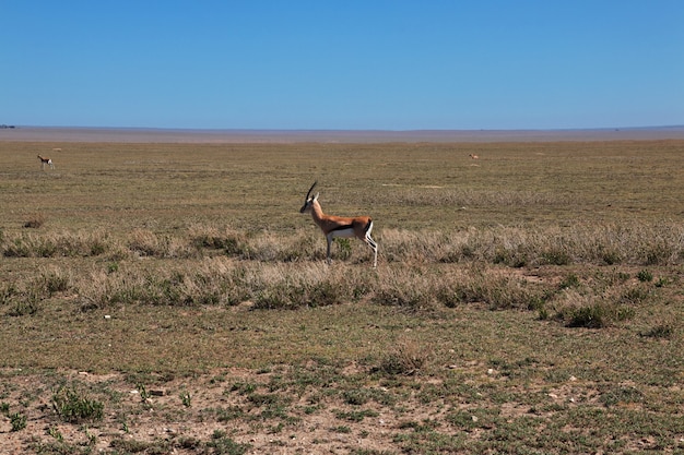 antilope en safari en afrique