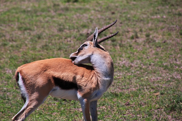 Antilope en safari au Kenya et en Tanzanie, Afrique