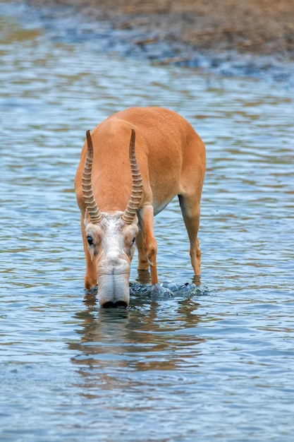 Antilope Saiga ou Saiga tatarica boit dans la steppe