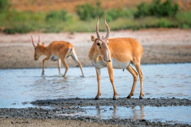 L'antilope saïga ou saïga tatarica se dresse dans la steppe près du point d'eau