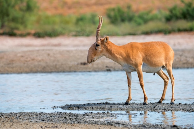 L'antilope saïga ou saïga tatarica se dresse dans la steppe près du point d'eau