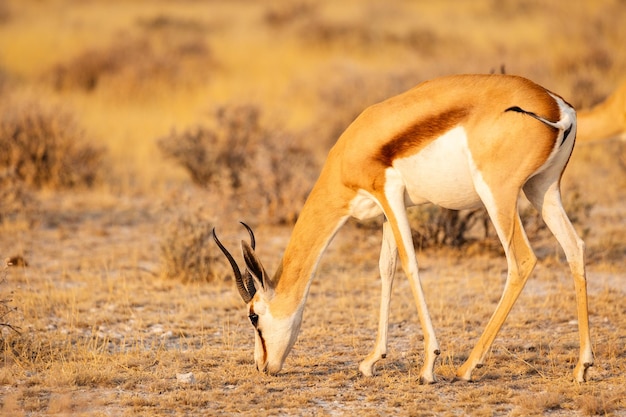 Antilope de taille moyenne Springbok mange de l'herbe dans le parc national d'Etosha en Namibie