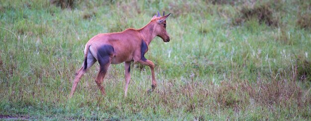 Antilope topi dans les prairies de la savane du Kenya