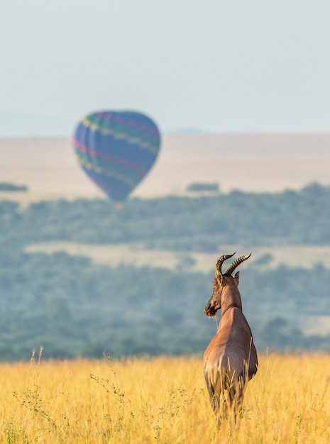 L'antilope Topi est debout dans la savane