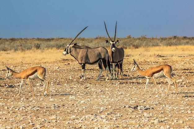 Des antilopes sur le champ contre un ciel dégagé