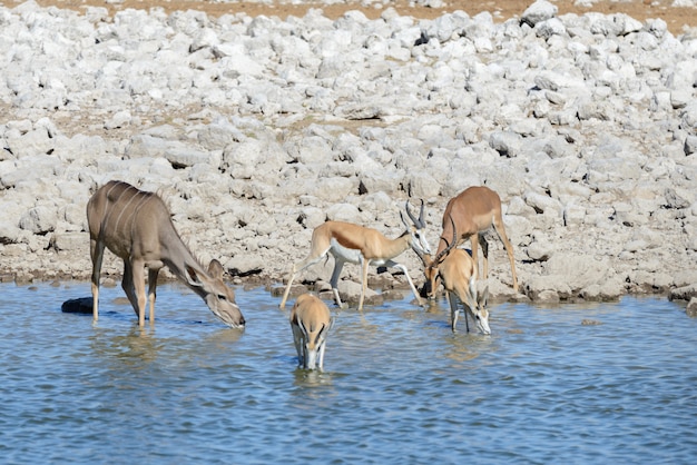 Antilopes koudous sauvages dans la savane africaine