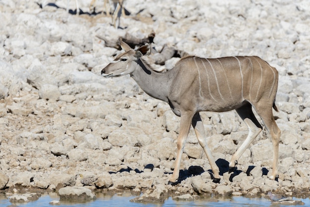 Antilopes koudous sauvages dans la savane africaine