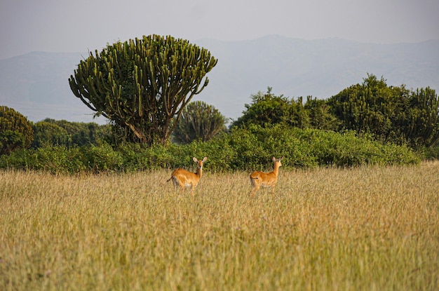 antilopes sauvages courant dans la savane africaine