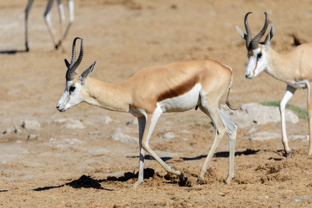 Antilopes Springbok sauvages dans la savane africaine