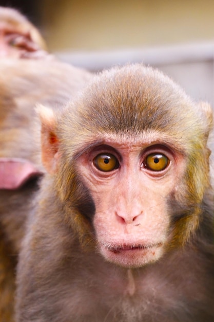 Ape regardant attentivement la caméra avec des yeux bruns