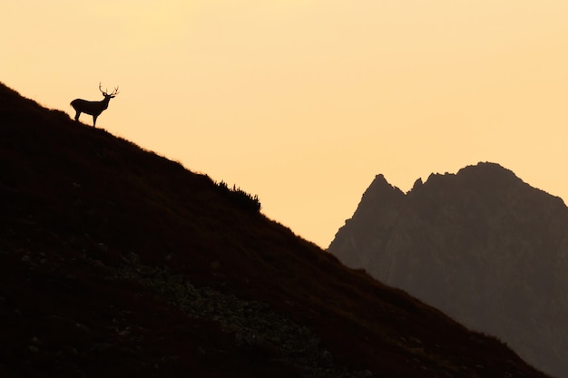 Aperçu du cerf rouge debout sur les montagnes au coucher du soleil