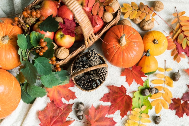 Aperçu du panier avec des pommes mûres entourées de citrouilles, de feuilles d'automne, de glands, de noix et de cônes de sapin