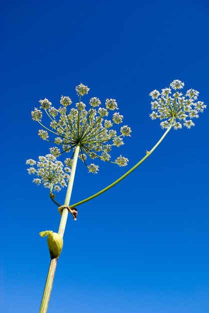 Photo les apiaceae umbelliferae