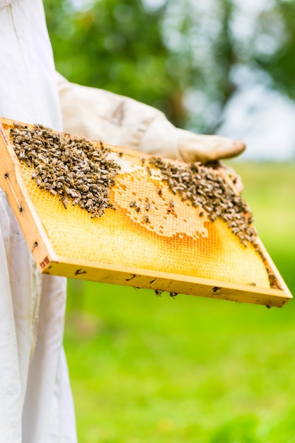 Apiculteur contrôlant beeyard et les abeilles