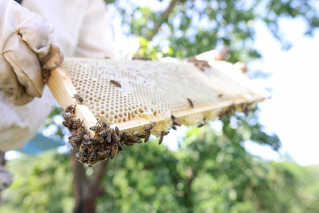 Apiculteur dans une combinaison de protection tenant un cadre de miel avec des abeilles
