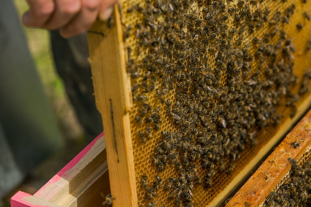 L'apiculteur dans le rucher. Sort le cadre de la ruche. Abeilles sur le nid d'abeilles. Un apiculteur prenant un nid d'abeilles d'une ruche